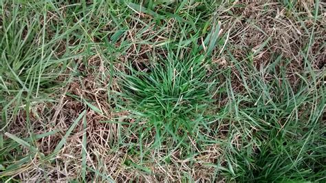 Invasive Grass? - Ask Extension