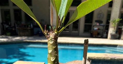 The Best Time to Plant Plumeria Cuttings: Guide