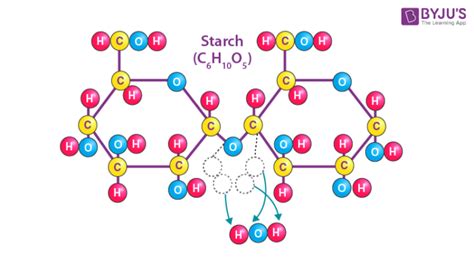 What Is The Function Of Starch? Is It Found In Plants Or Animals ...