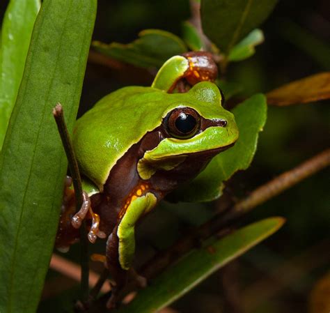 Pine barrens tree frog (Hyla andersonii) | Florida | Tyler Krotenberg ...