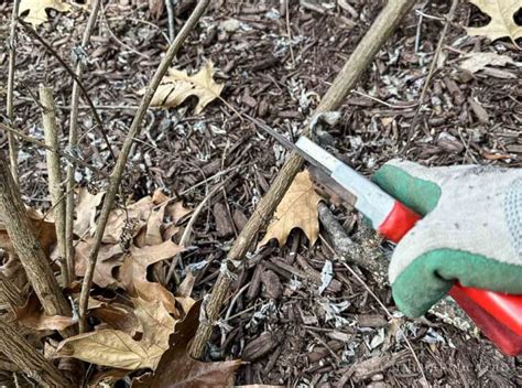 Butterfly Bush Pruning Tips aka Buddleia | Hearth and Vine