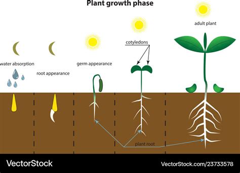 Phases Of Plant Growth