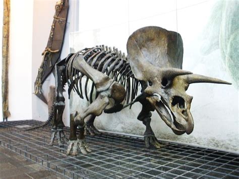 California University Fired Scientist After He Discovered A Triceratops ...