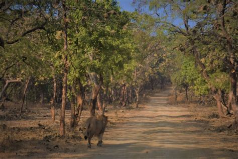 Sasan Gir Safari - A Rendezvous With Lions | Voyager - Sandy N Vyjay