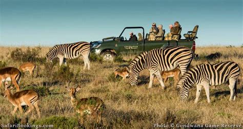 Top 5 Best Game Reserves for Safaris Near Cape Town – SafariBookings