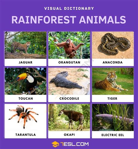 List of Rainforest Animals in English with Facts and Pictures • 7ESL