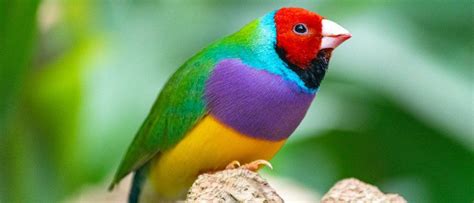 10 Most Beautiful Birds In The World - AZ Animals