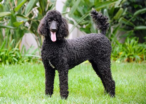 French Poodles: Elegance, Intelligence, and Companionship