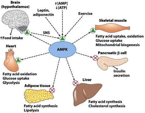 5. Regulation and disorders of carbohydrate metabolism – greek.doctor