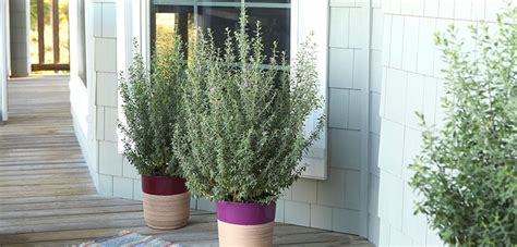 growing sage in containers - Google Search | Texas sage, Potted plants ...