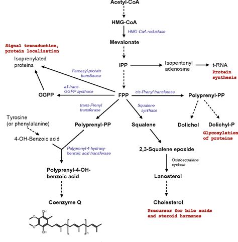 Figure 2 from Coenzyme Q--biosynthesis and functions. | Semantic Scholar