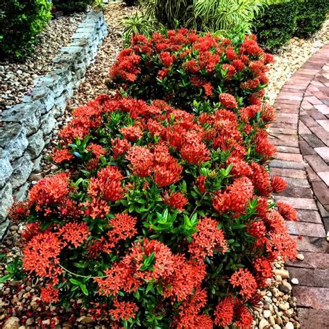 Ixora Dwarf Assorted | PLANTS WHITSUNDAY