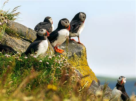 Where Do Puffins Live? (Habitat, Range + Distribution) | Birdfact