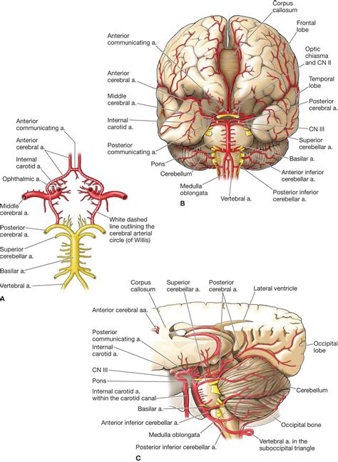 Vertebral Artery | Musculoskeletal Key