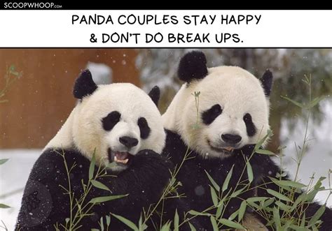 15 Memes That Show Pandas Are So Much More Chill Than Humans Ever Will Be