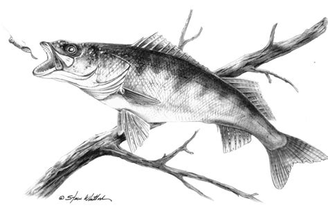 How To Draw A Walleye Fish Step By Step