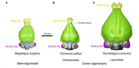 | Comparative morphology of the brain endocast in stem lagomorphs. (A ...