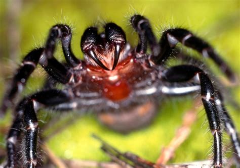 Tracking the Sydney Funnel-web spider | UNSW Newsroom