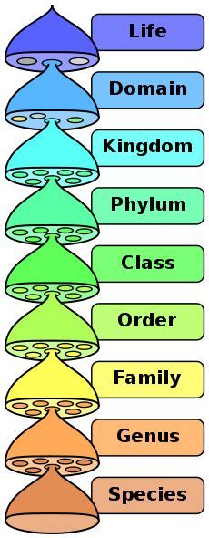 plant kingdom classification chart - great mnemonic device and so funny ...