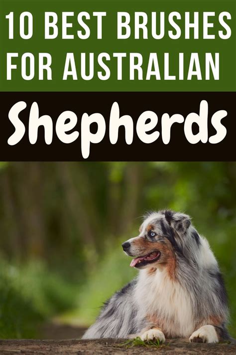 10 Best Brushes For Australian Shepherds | Australian shepherd ...