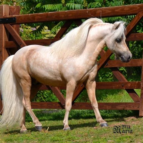 absolutely GORGEOUS Palomino miniature Horse ! | Mini Horses ...