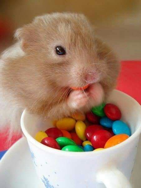 Pin on tiere | Cute hamsters, Funny hamsters, Cute little animals