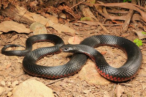 Red Bellied Black Snake - South East Snake Catcher - Gold Coast