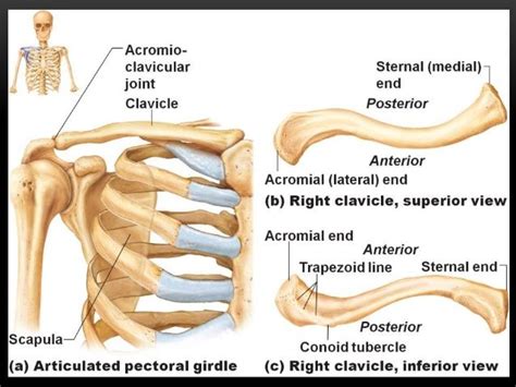 Pin by Dean Scott on Biped Reference | Human anatomy and physiology ...