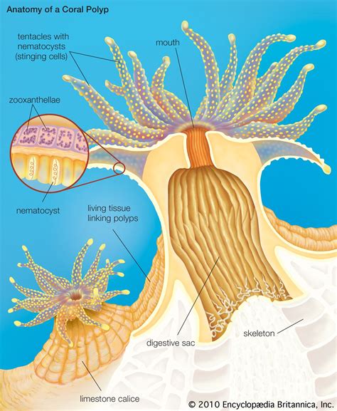 coral | Definition, Types, Location, & Facts | Britannica