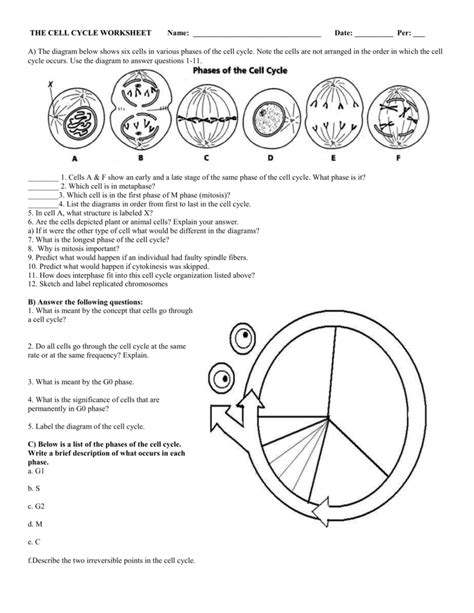 Cell Cycle Worksheet Answer Key – Zip Worksheet