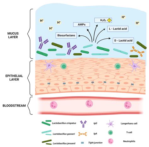 Vaginal Microbiota And The Potential Of Lactobacillus, 48% OFF