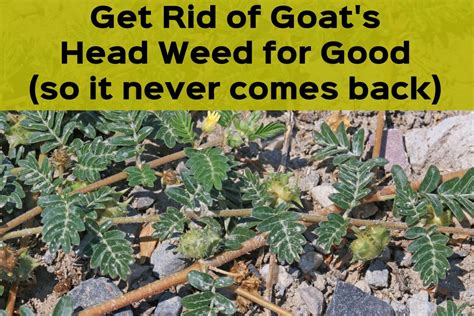 How to Get Rid of Goat's Head Weeds, Seeds, and Stickers - Dengarden ...