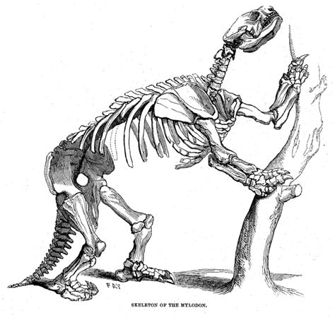 Dinosaur Skeletal Reconstruction Prehistoric Animal Bones - Mylodon ...