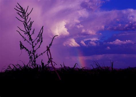 Purple Haze shared by Kya on We Heart It | Purple haze, We heart it ...