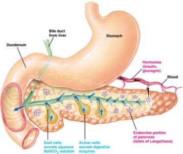 Hormon Pada Kelenjar Adrenal, Kelenjar Endokrin Pankreas, dan Kelenjar ...