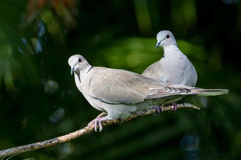 Birds in My Backyard | My Backyard Nature