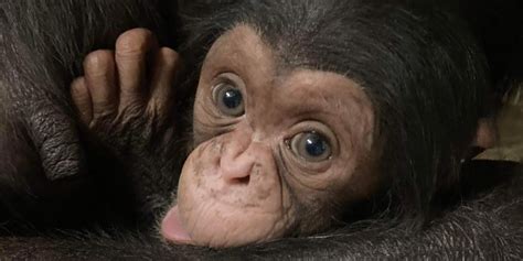 Baby chimp at Kansas zoo who won over hearts on social media found dead ...