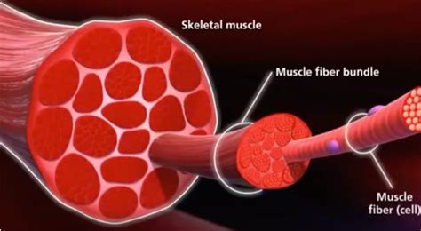 How Your Muscle Fibers Work - Vertex Fitness Personal Trining studio