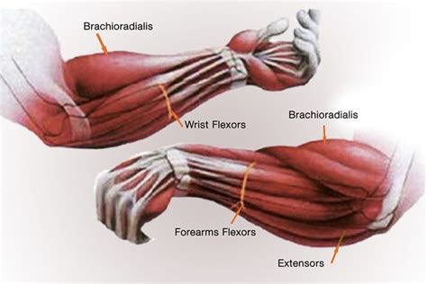 Forearm Muscles: What to Know – EATS GYM