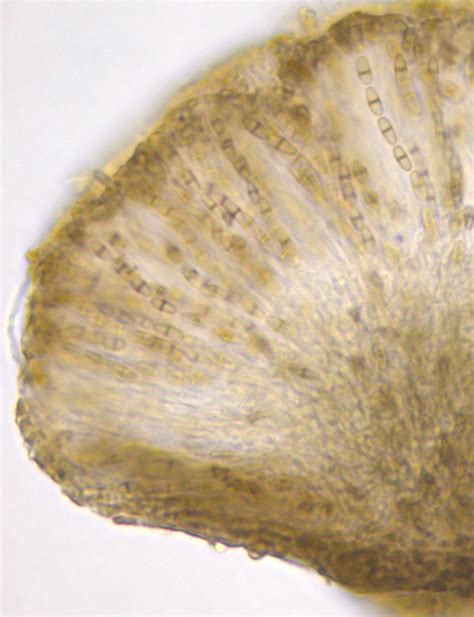 Chaenothecopsis tigillaris