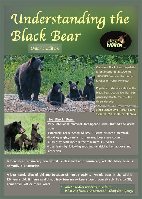 Understanding the Black Bear – Ontario, Canada Edition | Wise About Bears