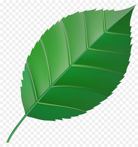 Free Transparent Leaf Clip Art, Download Free Transparent Leaf Clip Art ...