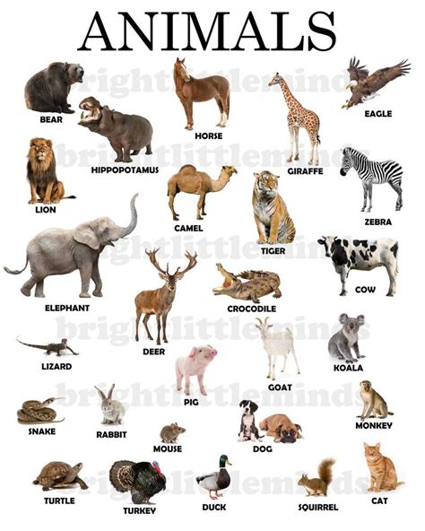 Animals Pictures With Names Chart