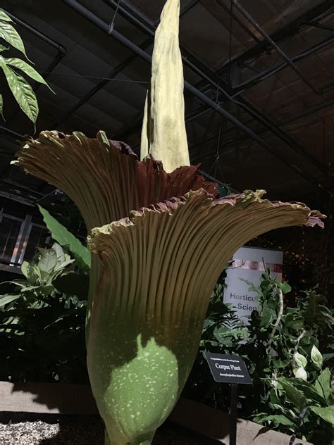 Rare ‘corpse flower’ famous for its size and smell draws hundreds to NC ...