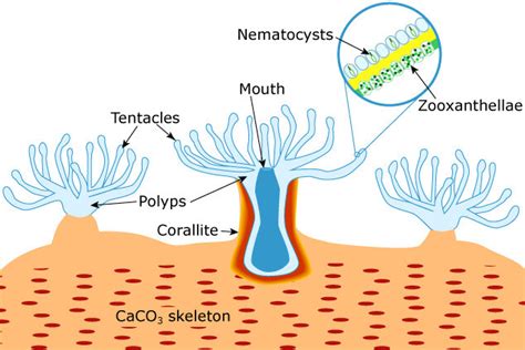 Science commentary 6 — One People One Reef Storytelling Project