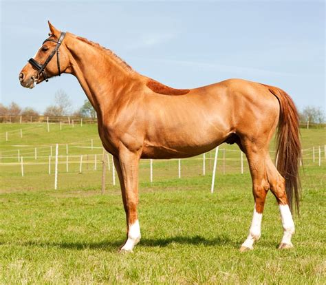 Rarest Horse Color In The World