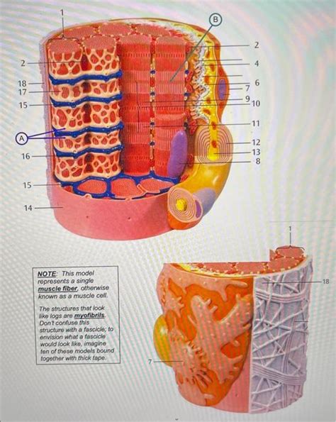 Solved PART III: SKELETAL MUSCLE TISSUE MODELS A. Be able to | Chegg.com