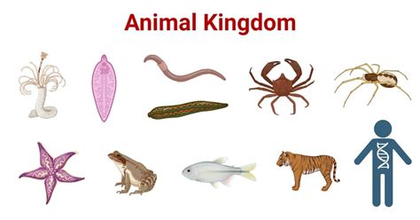 Animal Kingdom- Definition, Characteristics, Phyla, Examples