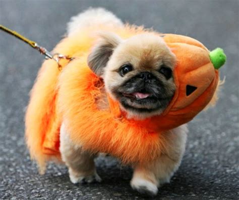 Rules of the Jungle: Smartest puppy Halloween costumes