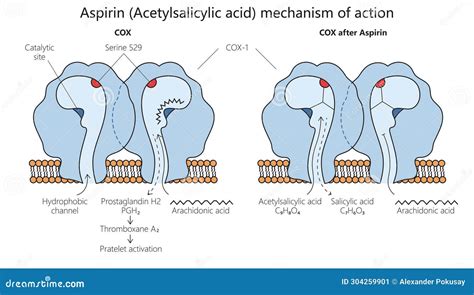 Acetylsalicylic Acid Action Diagram Medical Scienc Stock Vector ...